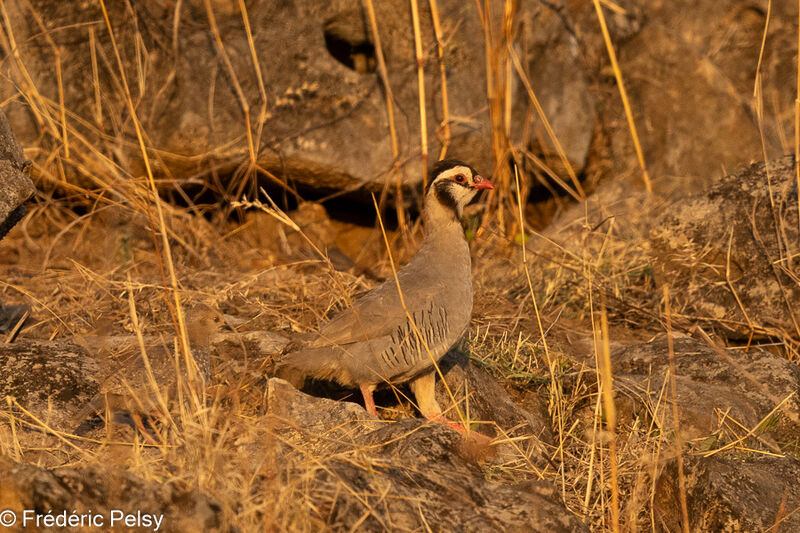 Arabian Partridge