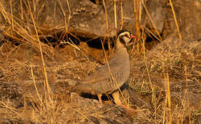 Arabian Partridge