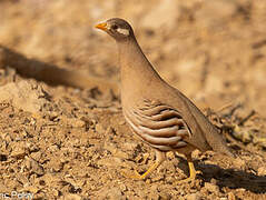 Sand Partridge