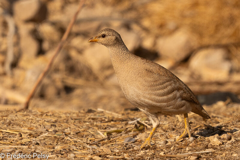 Sand Partridge female