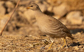 Sand Partridge