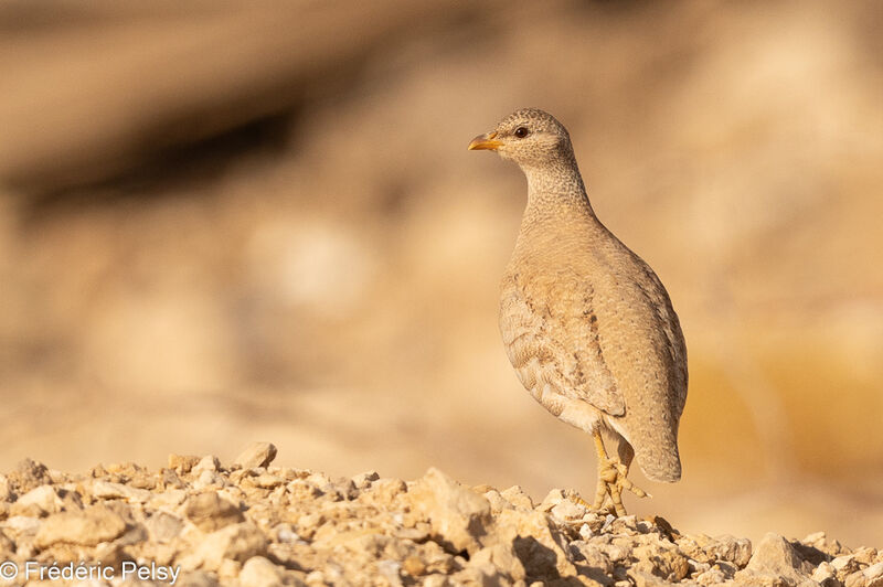 Sand Partridge female