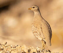 Sand Partridge