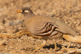 Sand Partridge