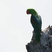 Great-billed Parrot