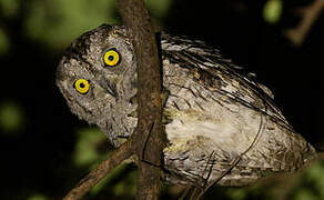 Arabian Scops Owl