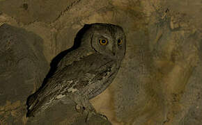 Pallid Scops Owl