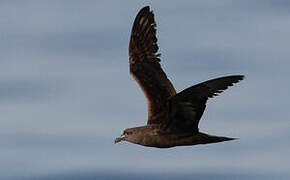 Jouanin's Petrel