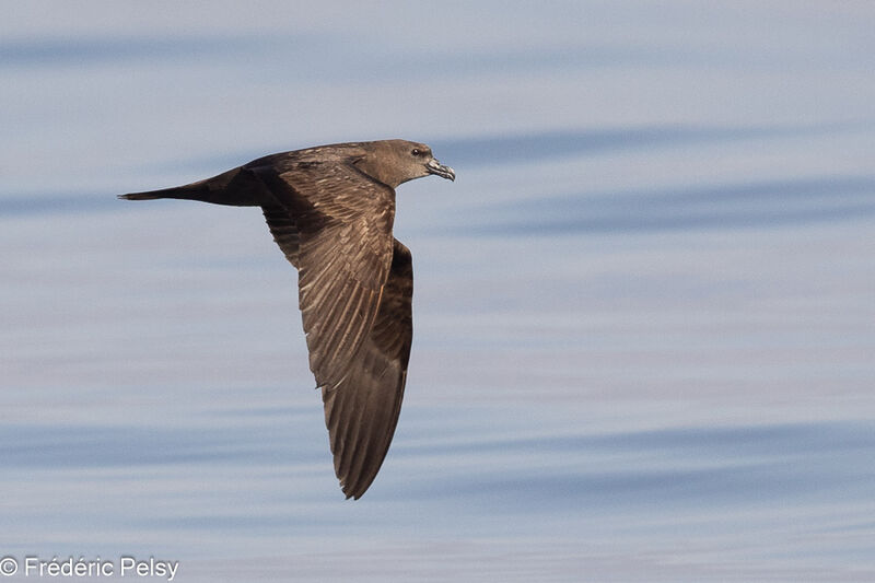 Jouanin's Petrel, Flight