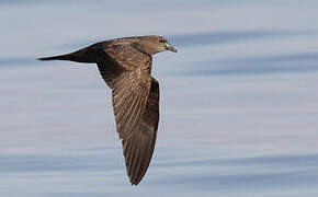 Jouanin's Petrel