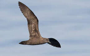 Jouanin's Petrel