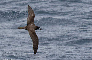 Pétrel des Galapagos