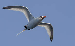 Red-billed Tropicbird