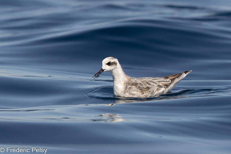 Phalarope à bec étroit