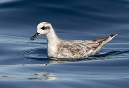 Phalarope à bec étroit