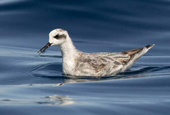 Phalarope à bec étroit