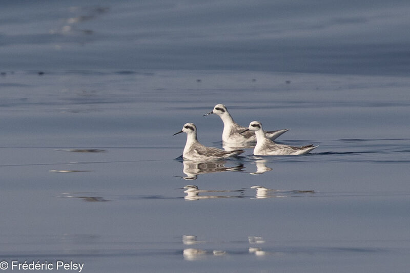 Phalarope à bec étroit