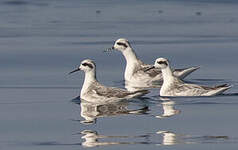 Phalarope à bec étroit