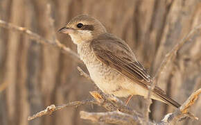 Red-tailed Shrike