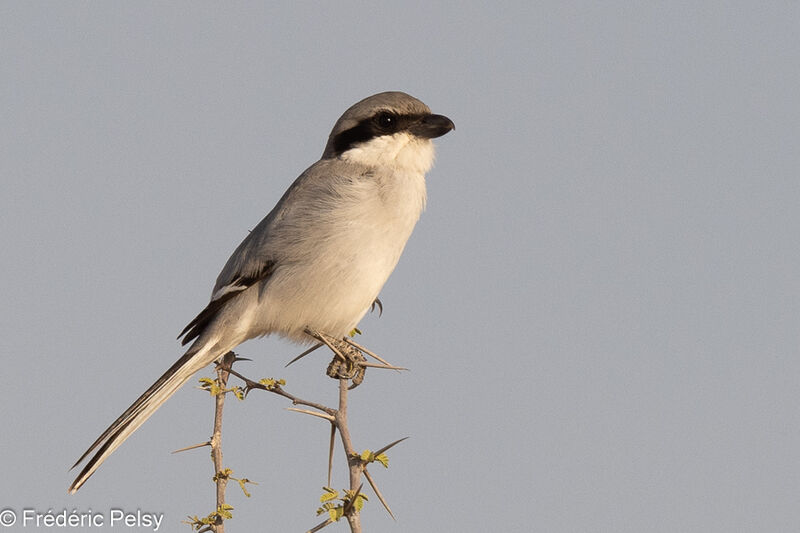 Great Grey Shrike