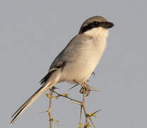 Great Grey Shrike