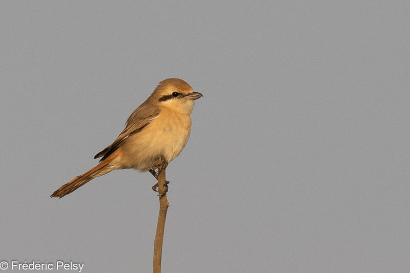 Isabelline Shrike