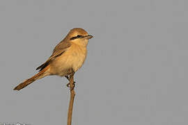 Isabelline Shrike