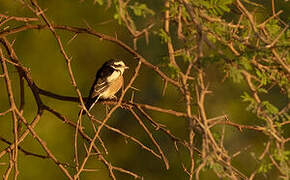 Masked Shrike