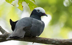 Pigeon à couronne blanche