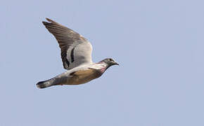 Rock Dove