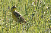 Pipit à gorge jaune