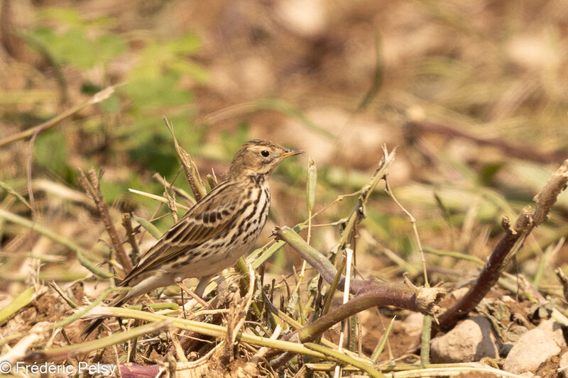 Red-throated Pipit