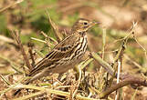 Pipit à gorge rousse