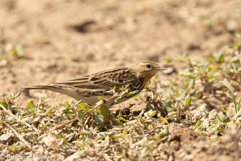 Pipit à gorge rousse