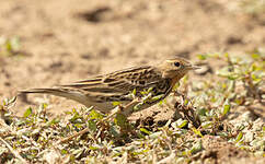 Pipit à gorge rousse