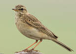 Pipit africain