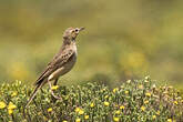 Pipit alticole