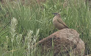 Pipit des rochers