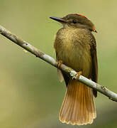 Tropical Royal Flycatcher