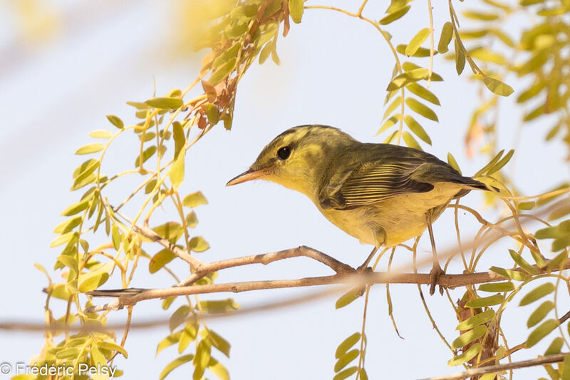 Green Warbler