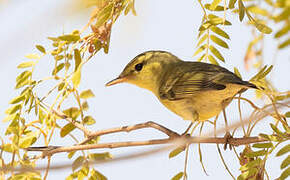 Green Warbler