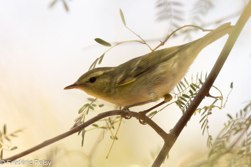 Green Warbler