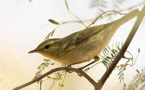 Green Warbler