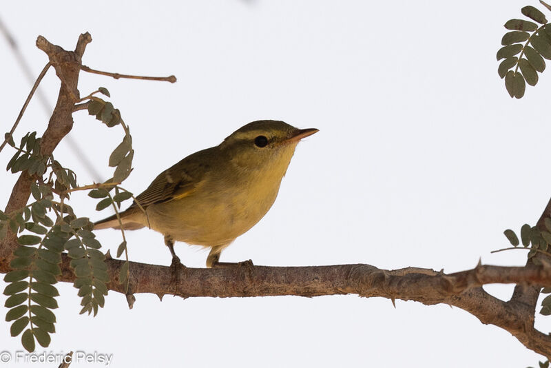 Green Warbler