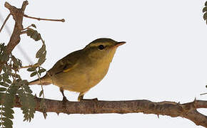 Green Warbler