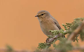 Plain Leaf Warbler