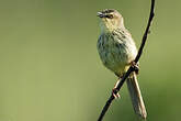 Prinia du Drakensberg