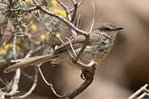 Prinia du Karroo