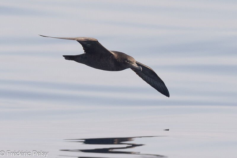 Puffin à pieds pâles, Vol