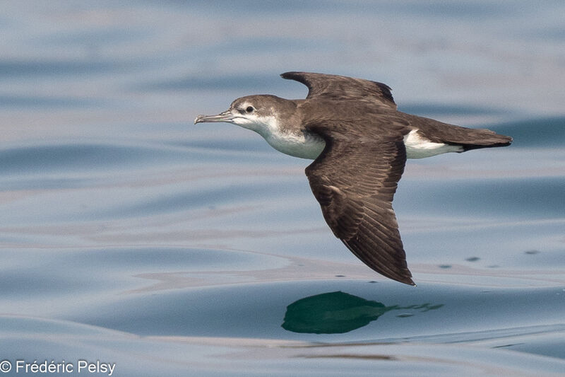 Persian Shearwater